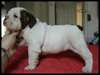 vend chiots bulldog - photo 4