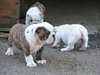 vend chiots bulldog - photo 5