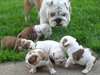 vend chiots bulldog - photo 6