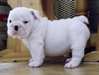 vend chiots bulldog - photo 7