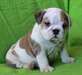 vend chiots bulldog - photo 8