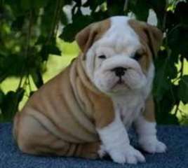 vend chiots bulldog