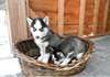 Chiots husky - photo 1