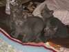 Chatons chartreux Loof - photo 3