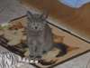 Chatons chartreux Loof - photo 4