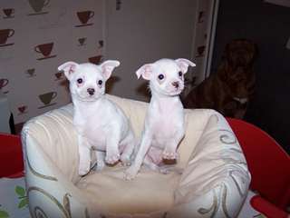 Chiots chihuahua &#224; r&#233;server