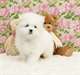 des sublimes chiots malteses - photo 1