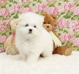 des sublimes chiots malteses