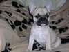 Bouledogue Français - photo 1