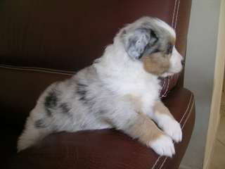 Chiots berger australien lof