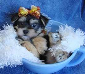 Chiots Yorkshire Terrier Pure Race
