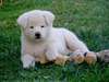 chiots akita inu disponibles - photo 1