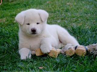 chiots akita inu disponibles