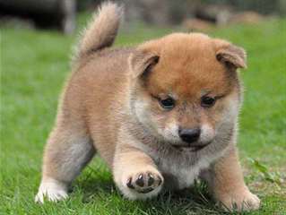 chiots inu  shiba disponibles