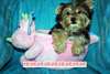 Chiots Yorkshire Terrier Pure Race - photo 1