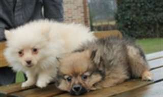 Chiots type spitz loup allemand  contre bon soin