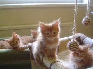 Chatons Maine Coon à Vendre