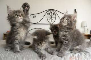 Chatons Main Coon mâle et femelle