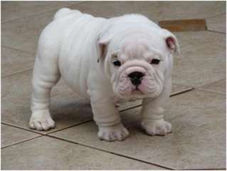 Chiot Bulldog Anglais