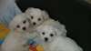 Bichon maltaise chien de petite taille - photo 2