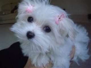Bichon maltaise chien de petite taille