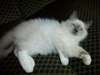 Disponible adorable chaton sacr&#233; de birmanie - photo 2