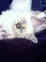 Disponible adorable chaton sacr&#233; de birmanie