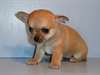 Magnifiques chiots Chihuahua - photo 2