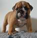 Chiots Bouledogue anglais - photo 1