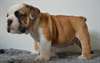 Chiots Bouledogue anglais - photo 2