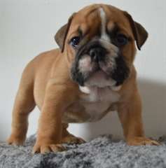 Chiots Bouledogue anglais