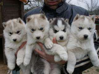 Magnifiques chiots type husky sibérien