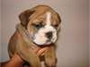 MAGNIFIQUES CHIOTS BULLDOG ANGLAIS LOF - photo 1