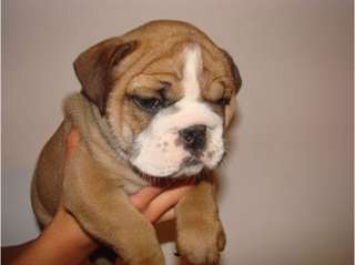 MAGNIFIQUES CHIOTS BULLDOG ANGLAIS LOF