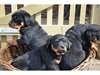 Chiots Rottweiler - photo 1