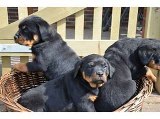 Chiots Rottweiler