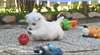 Magnifiques bb westie - photo 2