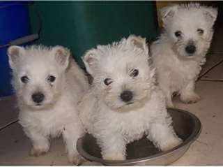 Magnifiques bb westie