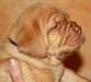 2 magnifiques chiots types dogue de bordeaux male - photo 1