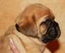 2 magnifiques chiots types dogue de bordeaux male - photo 2