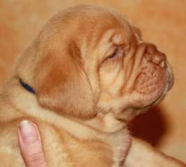 2 magnifiques chiots types dogue de bordeaux male