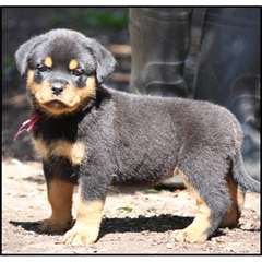Très beaux chiots Golden ROTWELLER