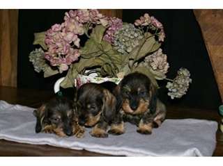 3 magnifiques chiots teckels nains