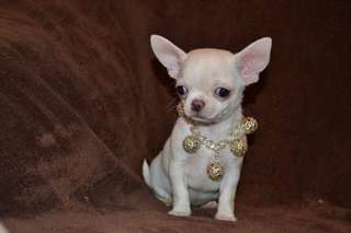 A donner femelle chihuahua poil court LOF