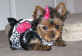 Chiots Yorkshire Terrier Pure Race