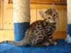 2 Magnifiques chatons Bengal male et femelle adopt - photo 1