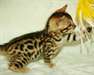 2 Magnifiques chatons Bengal male et femelle adopt - photo 2