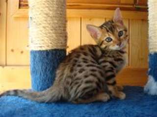 2 Magnifiques chatons Bengal male et femelle adopt