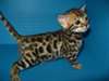 Magnifiques Chatons Bengal - photo 2