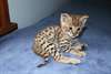 Magnifiques Chatons Bengal - photo 3